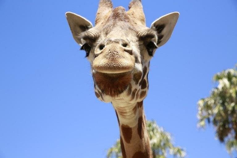 Melbourne Zoo — General Entry
